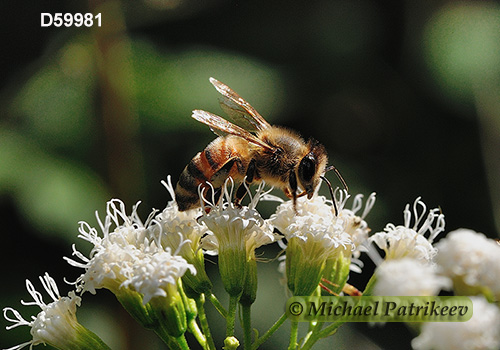 Western Honey Bee (Apis mellifera)